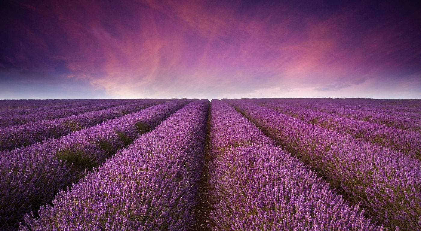 Lavender Field at Sunset