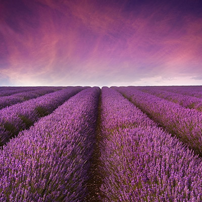 Lavender