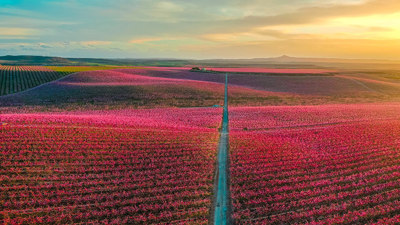 Aerial Landscape