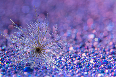 Wildflower Closeup