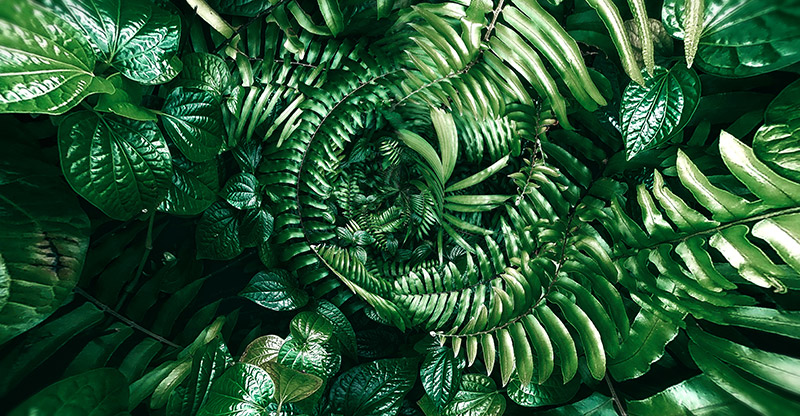 Tropical Green Leaves