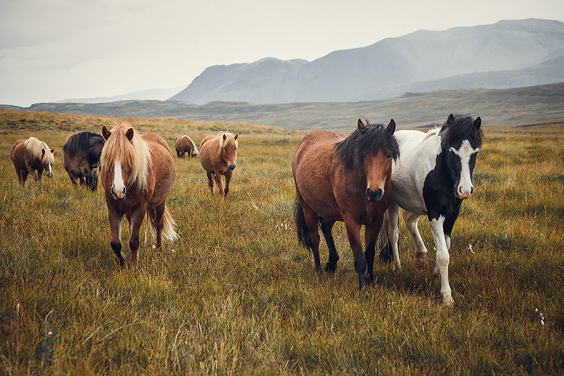 Icelandic horses