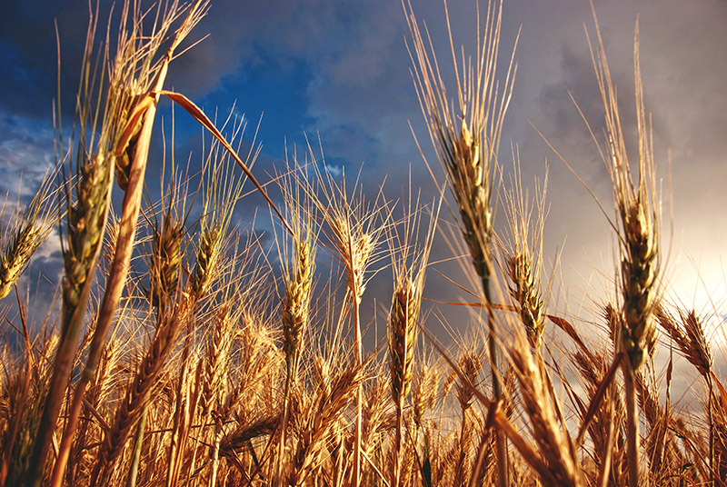 Field of wheat