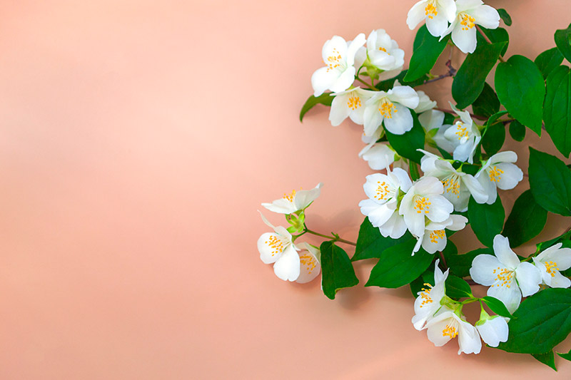 sprig of jasmine