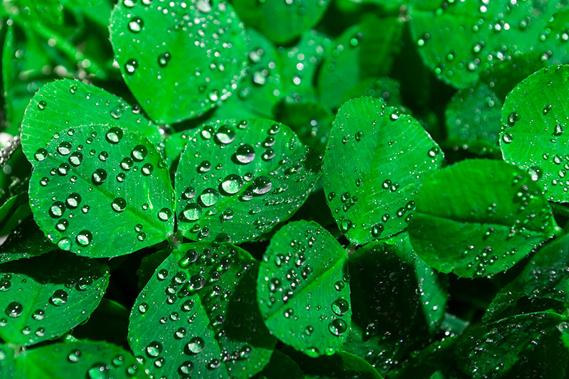 Clover with dew drops