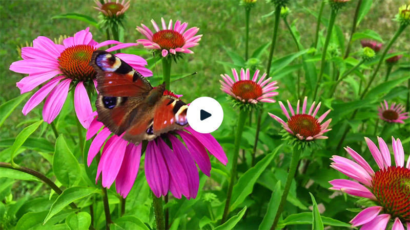 Big butterfly on plant